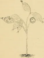 An illustration from Marvels of pond-life : or, A year's microscopic recreations among the polyps, infusoria, rotifers, water-bears, and polyzoa (1861)