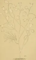 Picture 20 of 36 from Marvels of pond-life : or, A year's microscopic recreations among the polyps, infusoria, rotifers, water-bears, and polyzoa (1861), leaf 124