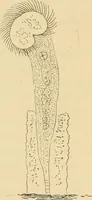 An illustration from Marvels of pond-life : or, A year's microscopic recreations among the polyps, infusoria, rotifers, water-bears, and polyzoa (1861)