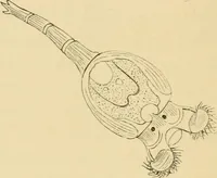 An illustration from Marvels of pond-life : or, A year's microscopic recreations among the polyps, infusoria, rotifers, water-bears, and polyzoa (1861)
