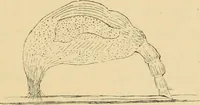 An illustration from Marvels of pond-life : or, A year's microscopic recreations among the polyps, infusoria, rotifers, water-bears, and polyzoa (1861)