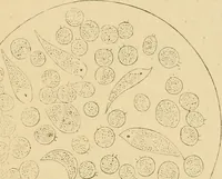 An illustration from Marvels of pond-life : or, A year's microscopic recreations among the polyps, infusoria, rotifers, water-bears, and polyzoa (1861)
