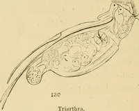 An illustration from Marvels of pond-life : or, A year's microscopic recreations among the polyps, infusoria, rotifers, water-bears, and polyzoa (1861)