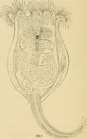 An illustration from Marvels of pond-life : or, A year's microscopic recreations among the polyps, infusoria, rotifers, water-bears, and polyzoa (1861)