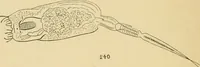 An illustration from Marvels of pond-life : or, A year's microscopic recreations among the polyps, infusoria, rotifers, water-bears, and polyzoa (1861)