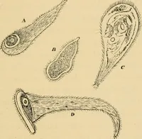 An illustration from Marvels of pond-life : or, A year's microscopic recreations among the polyps, infusoria, rotifers, water-bears, and polyzoa (1861)
