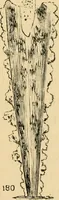 An illustration from Marvels of pond-life : or, A year's microscopic recreations among the polyps, infusoria, rotifers, water-bears, and polyzoa (1861)
