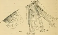 An illustration from Marvels of pond-life : or, A year's microscopic recreations among the polyps, infusoria, rotifers, water-bears, and polyzoa (1861)