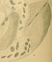 An illustration from Marvels of pond-life : or, A year's microscopic recreations among the polyps, infusoria, rotifers, water-bears, and polyzoa (1861)