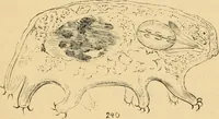 An illustration from Marvels of pond-life : or, A year's microscopic recreations among the polyps, infusoria, rotifers, water-bears, and polyzoa (1861)