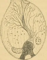 An illustration from Marvels of pond-life : or, A year's microscopic recreations among the polyps, infusoria, rotifers, water-bears, and polyzoa (1861)