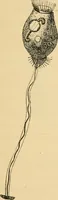 An illustration from Marvels of pond-life : or, A year's microscopic recreations among the polyps, infusoria, rotifers, water-bears, and polyzoa (1861)