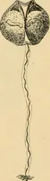 An illustration from Marvels of pond-life : or, A year's microscopic recreations among the polyps, infusoria, rotifers, water-bears, and polyzoa (1861)