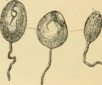 An illustration from Marvels of pond-life : or, A year's microscopic recreations among the polyps, infusoria, rotifers, water-bears, and polyzoa (1861)