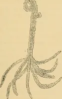 An illustration from Marvels of pond-life : or, A year's microscopic recreations among the polyps, infusoria, rotifers, water-bears, and polyzoa (1861)