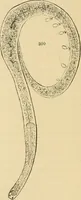 An illustration from Marvels of pond-life : or, A year's microscopic recreations among the polyps, infusoria, rotifers, water-bears, and polyzoa (1861)