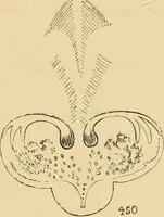 An illustration from Marvels of pond-life : or, A year's microscopic recreations among the polyps, infusoria, rotifers, water-bears, and polyzoa (1861)
