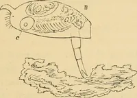 Picture 12 of 36 from Marvels of pond-life : or, A year's microscopic recreations among the polyps, infusoria, rotifers, water-bears, and polyzoa (1861), leaf 88