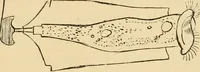 An illustration from Marvels of pond-life : or, A year's microscopic recreations among the polyps, infusoria, rotifers, water-bears, and polyzoa (1861)