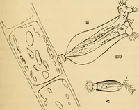 An illustration from Marvels of pond-life : or, A year's microscopic recreations among the polyps, infusoria, rotifers, water-bears, and polyzoa (1861)