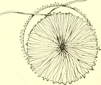 An illustration from The Mary Frances knitting and crocheting book; (1918)
