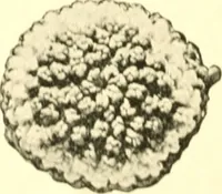 An illustration from The Mary Frances knitting and crocheting book; (1918)