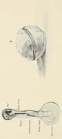 Picture 5 of 8 from The Masai : their language and folklore (1905), leaf 340