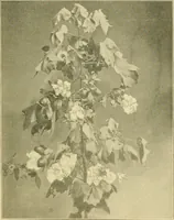 Picture 63 of 101 from The Mason Machine Works, Taunton, Massachusetts, U.S.A., inventors and builders of cotton machinery : Founded 1842 ; Incorporated 1873 ; [Catalogue] (1898), leaf 262