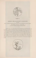 Picture 3 of 6 from Masterpieces selected from the Kôrin school : with biographical sketches of the artists of the school, and some critical descriptions (1903), leaf 73