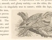 An illustration from The masters of wood-engraving (1889)