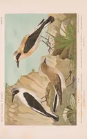 An illustration from Materialien zu einer Ornis Balcanica (1894)