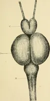 An illustration from Materialism and modern physiology of the nervous system (1892)