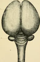 An illustration from Materialism and modern physiology of the nervous system (1892)
