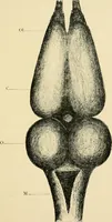 An illustration from Materialism and modern physiology of the nervous system (1892)