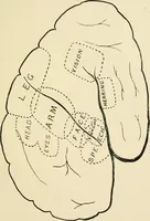 An illustration from Materialism and modern physiology of the nervous system (1892)