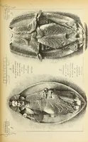 Picture 342 of 542 from Materials and documents of architecture and sculpture : classified alphabetically (1915), leaf 280