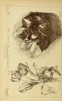 An illustration from Materials and documents of architecture and sculpture : classified alphabetically (1915)