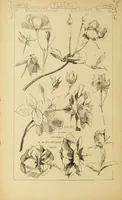 An illustration from Materials and documents of architecture and sculpture : classified alphabetically (1915)