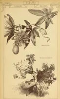 Picture 513 of 542 from Materials and documents of architecture and sculpture : classified alphabetically (1915), leaf 428