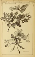 An illustration from Materials and documents of architecture and sculpture : classified alphabetically (1915)