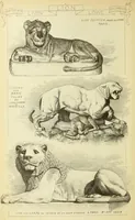 An illustration from Materials and documents of architecture and sculpture : classified alphabetically (1915)