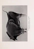 An illustration from The materials of the painter's craft in Europe and Egypt : from earliest times to the end of the XVIIth century, with some account of their preparation and use (1911)
