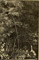 Picture 74 of 128 from Mazes and labyrinths; a general account of their history and developments (1922), leaf 184