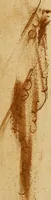 An illustration from The measures of Christian obedience : or, A discourse shewing what obedience is indispensably necessary to a regenerate state, and what defects are consistent with it; for the promotion of piety, and the peace of troubled consciences (1681)