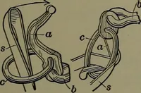 An illustration from Mechanical appliances, mechanical movements and novelties of construction; a complete work and a continuation, as a second volume, of the author's book entitled "Mechanical movements, powers and devices" ... including an explanatory chapter on the leading conceptions of perpetual motion existing during the past three centuries (1914)
