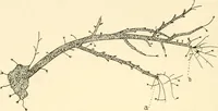 An illustration from The mechanistic conception of life : biological essays (1912)