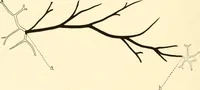 An illustration from The mechanistic conception of life : biological essays (1912)