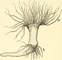 An illustration from The mechanistic conception of life : biological essays (1912)
