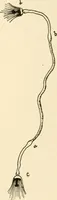 An illustration from The mechanistic conception of life : biological essays (1912)