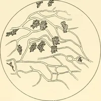 An illustration from The mechanistic conception of life : biological essays (1912)